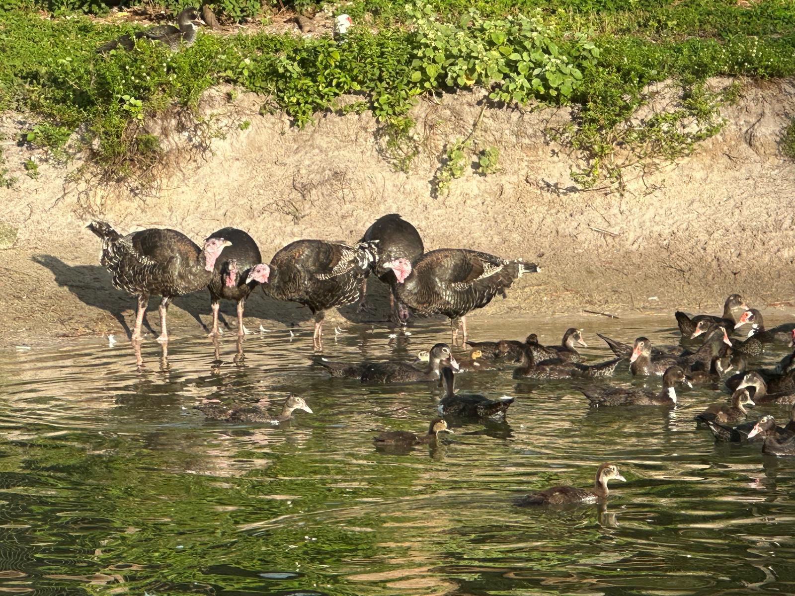 Turkies
